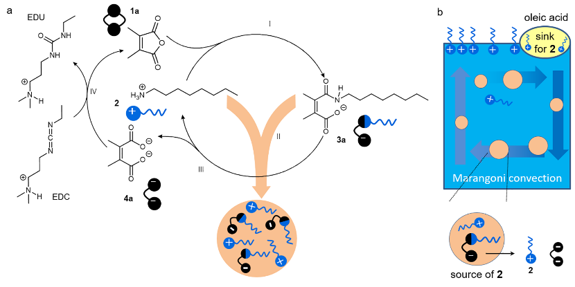 Nature Chemistry | 可定向运动的耗散组装活性液滴，突破耗散组装系统机械做功难题