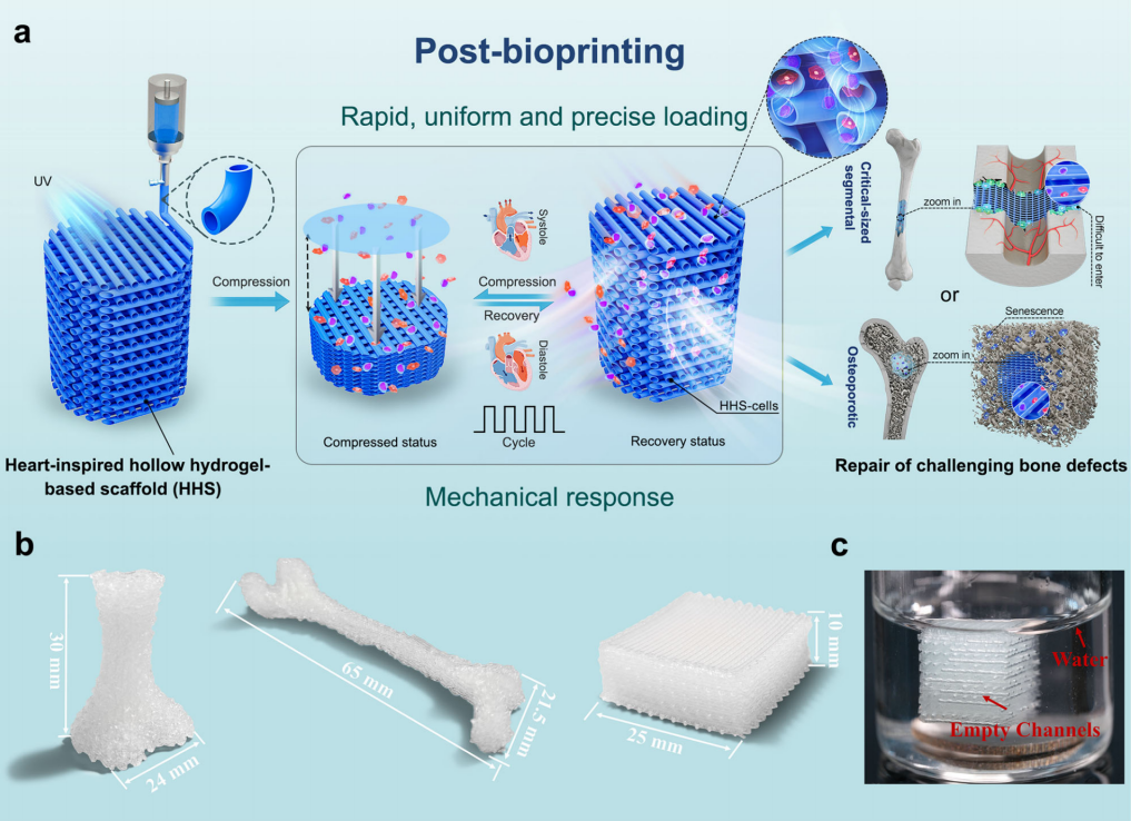 Nature Communications | “生物3D打印＋”策略用于难愈合骨缺损的治疗